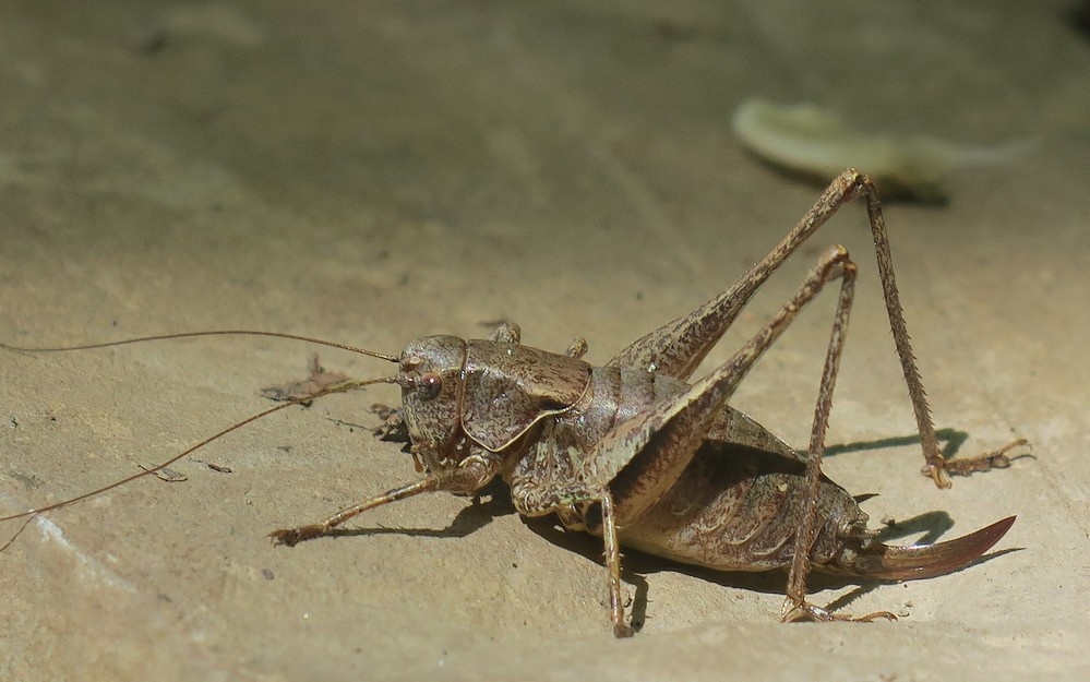 tettigoniidae? S, Pholidoptera griseoaptera, femmina